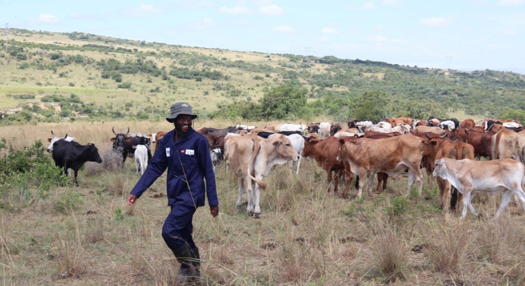10 000 farmers have earned more than R134 million, 87 percent from livestock auctions conducted in their own villages