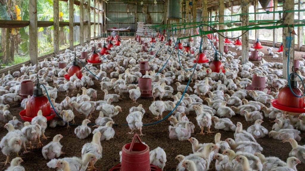 South African poultry
