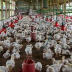 South African poultry