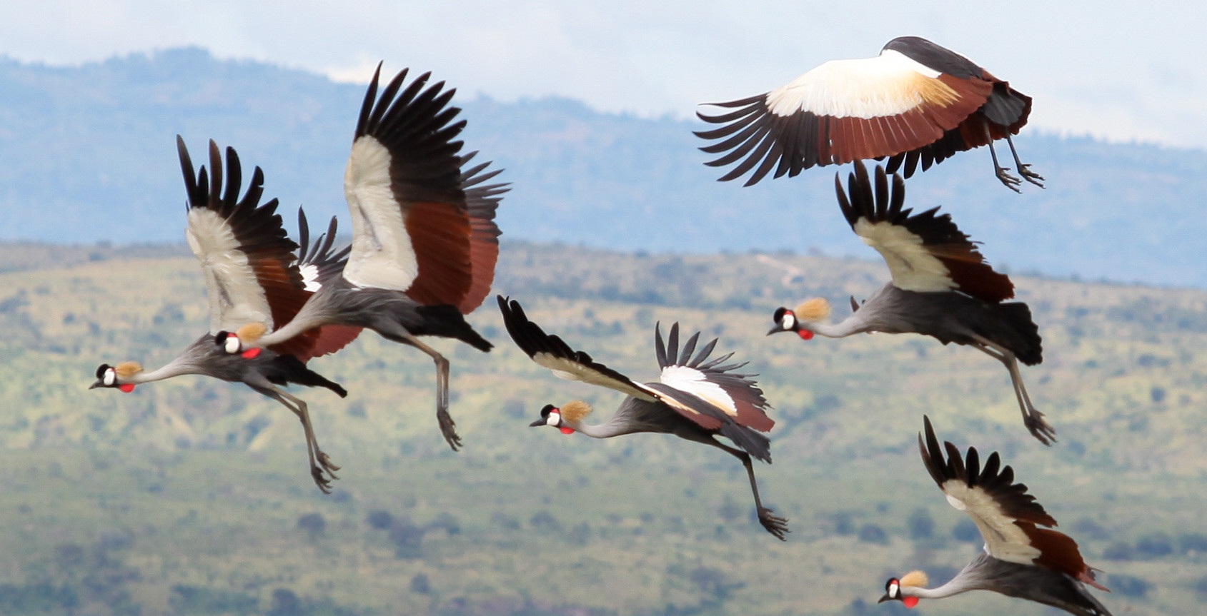 Tourists flock Uganda