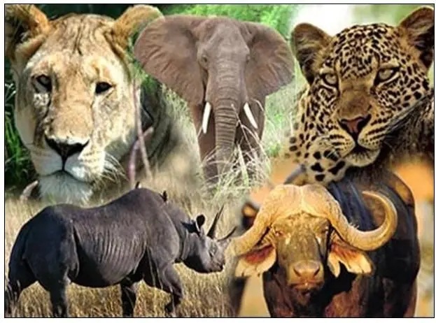 Africa's big five