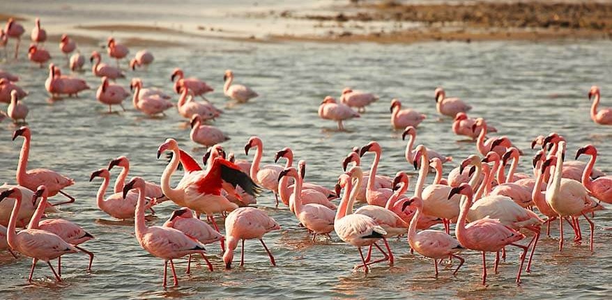Walvis Bay flamingos
